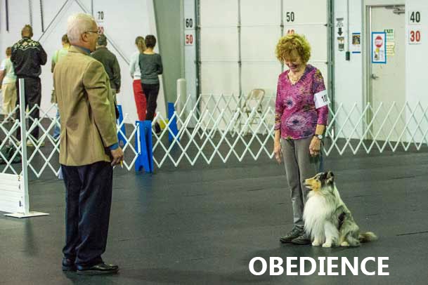 clermont county dog training clermont county dog training